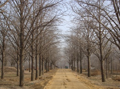 湖北銀杏樹(shù)苗基地  銀杏產(chǎn)地