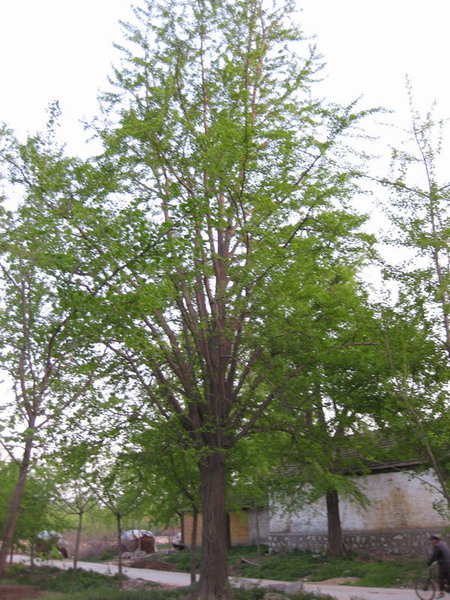 大連銀杏樹價(jià)格，鄭州銀杏樹價(jià)格，咸寧銀杏樹價(jià)格