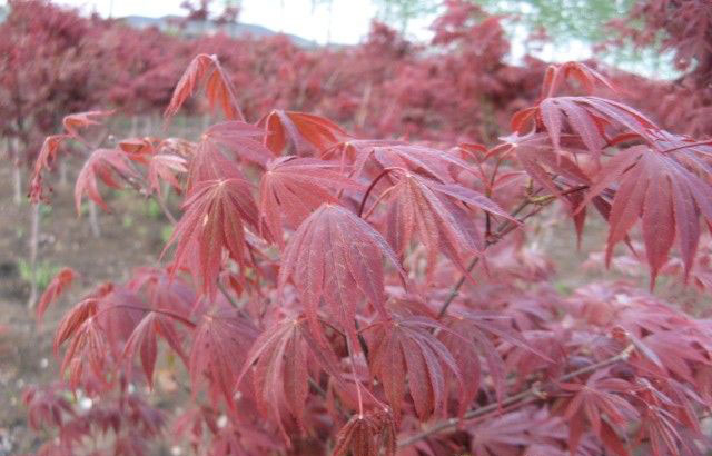 日本紅楓大樹(shù)，日本紅楓小苗，日本紅楓，日本紅楓