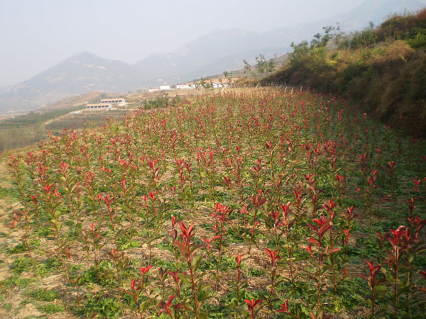 荷澤紅葉石楠，沭陽紅葉石楠，江蘇紅葉石楠，紅葉石楠小苗