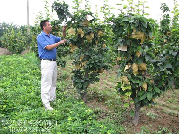 河南梨樹苗 三門峽梨樹苗網(wǎng),梨樹苗,洛陽梨樹苗