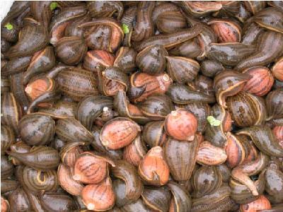 藥水蛭的養(yǎng)殖技術(shù) 水蛭養(yǎng)殖方法 養(yǎng)殖水蛭需投資多少