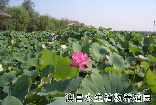 北京公園玉蓮種苗|環(huán)保綠色玉蓮種苗|五彩繽紛玉蓮種苗