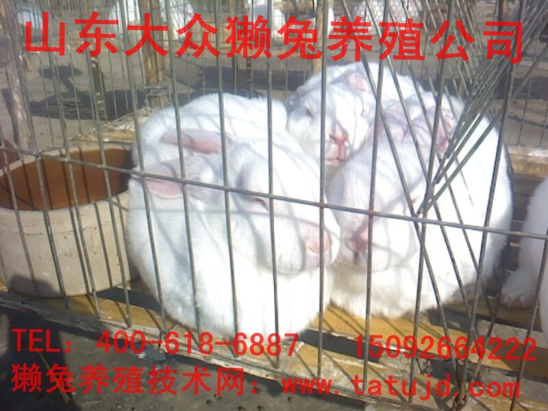應(yīng)縣獺兔價格，常熟養(yǎng)兔行情
