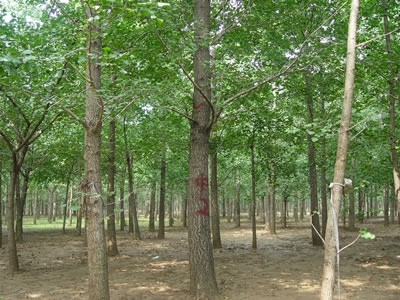 銀杏樹基地，白果樹的價格，四川實生銀杏樹價格表