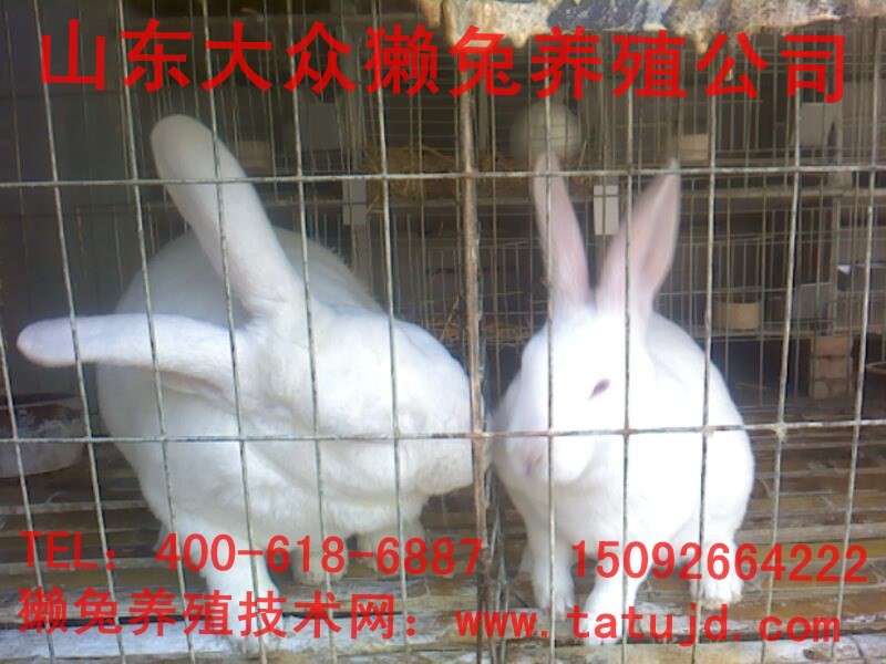 平順縣養(yǎng)兔需要分析 徐州哪有獺兔