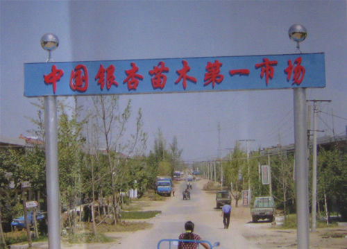 邳州銀杏樹(shù)，邳州銀杏樹(shù)價(jià)格