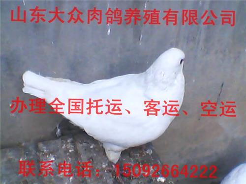 元宝鸽价格 张家港市养鸽效益分析