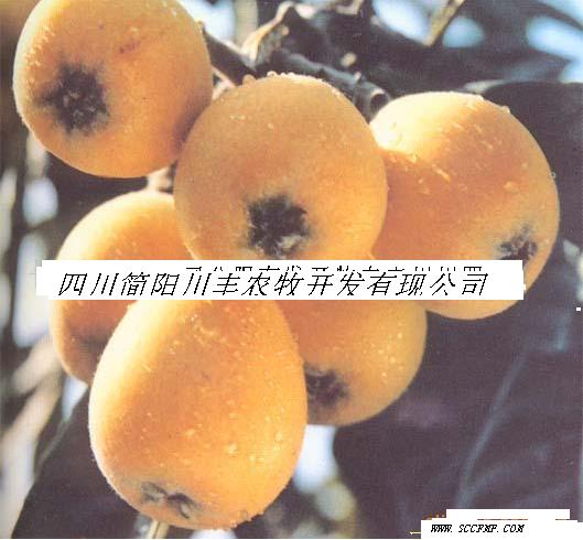 簡(jiǎn)陽(yáng)川豐公司---批發(fā)供應(yīng)桃子苗.