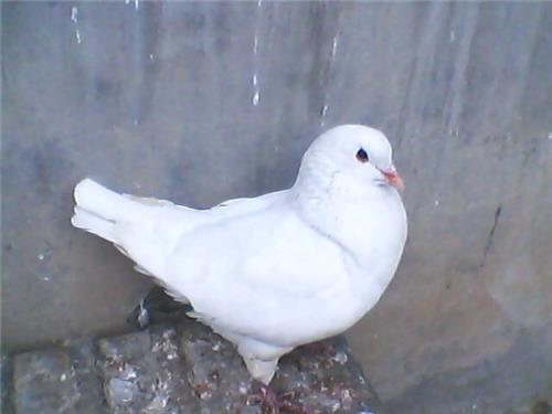 吴江市元宝鸽价格 2012年养鸽效益