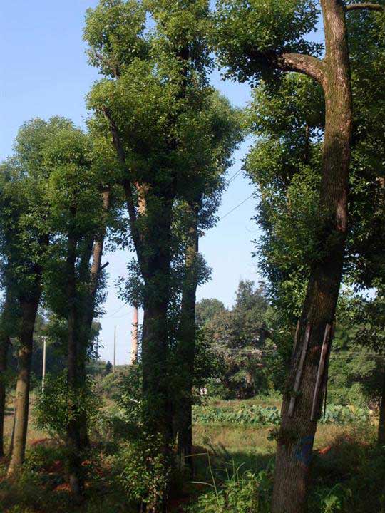 直经移植骨架香樟,野生香樟