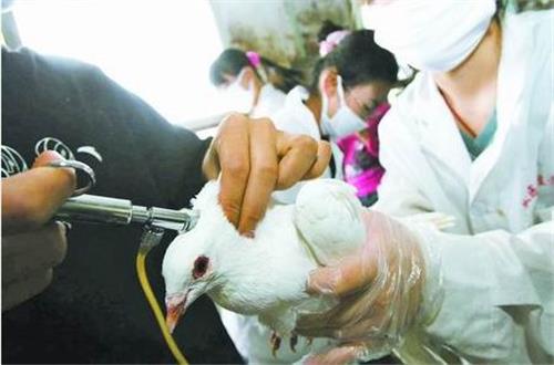 洪泽县肉鸽价格 江苏省养鸽效益分析