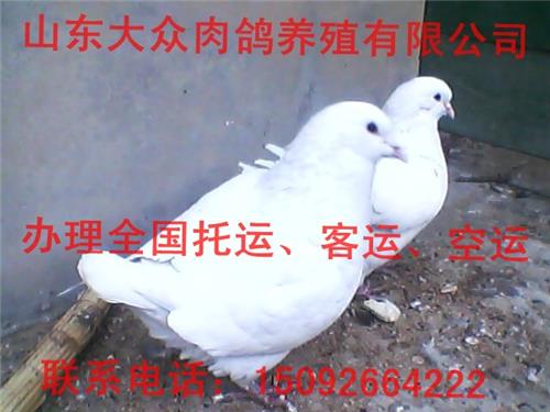 沛县种鸽价格 2012年养鸽效益分析