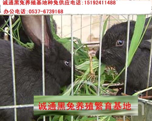 供應(yīng)黑兔是多生快產(chǎn)品種,黑兔飼養(yǎng)管理,中國(guó){zd0}的黑兔養(yǎng)殖場(chǎng)(圖)