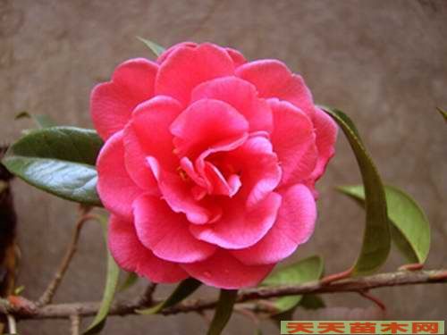 紅豆杉盆景,盆景紅豆杉價(jià)格