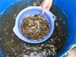 水產(chǎn)種苗 。高產(chǎn)水產(chǎn)養(yǎng)殖 。水產(chǎn)養(yǎng)殖