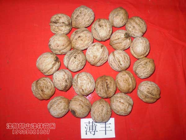 河南培育核桃苗|河南核桃苗|河南核桃苗價(jià)格|洛陽(yáng)核桃苗