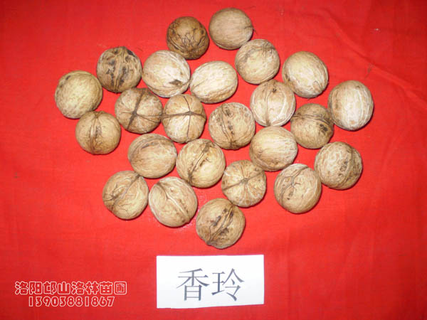 河南花椒苗|三門峽花椒苗|花椒苗|優(yōu)質(zhì)花椒苗|花椒苗價(jià)格
