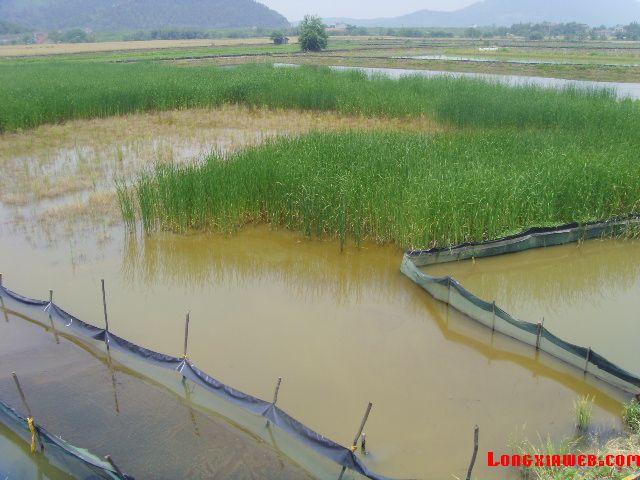 龙虾养殖 龙虾供应 龙虾苗价格