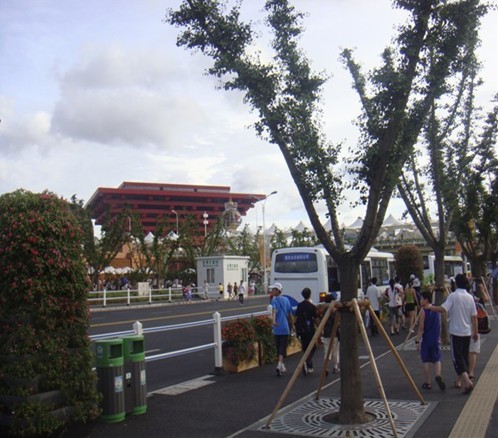 2011年銀杏樹價格c貴州銀杏樹價格； 山東銀杏樹