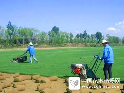 江蘇春滿園提供天堂草草坪
