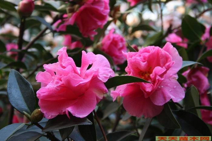 花卉市場.北京世界花卉大觀園