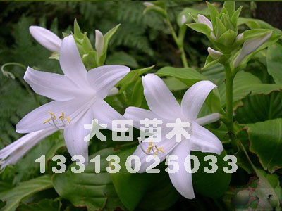 河北供應(yīng)美人蕉|美人蕉養(yǎng)殖|美人蕉價(jià)格|行情大田苗圃場