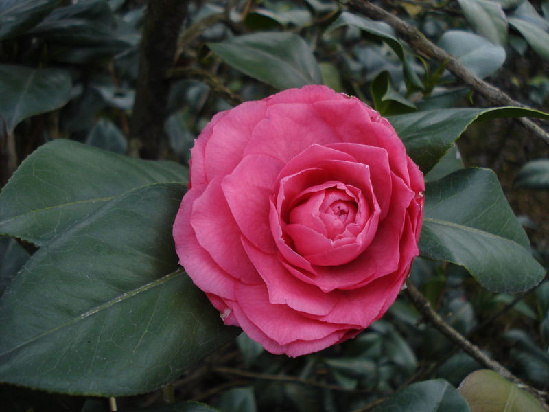 金茶花/油茶嫁接茶花圖片/茶花世界/茶花苗