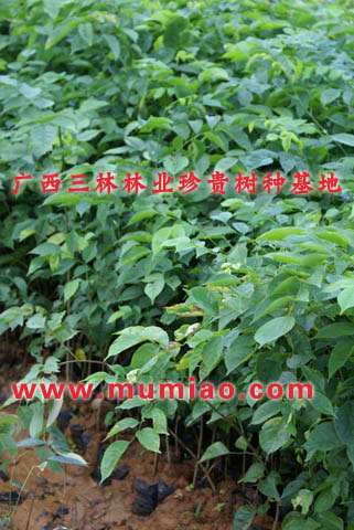 大新紫檀種植技術(shù)，龍州紫檀樹(shù)，寧明小葉紫檀苗價(jià)格