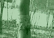 采購誘蟲板涂膠、物理粘蟲{sx}綠明珠專業(yè)生產(chǎn)13805267948