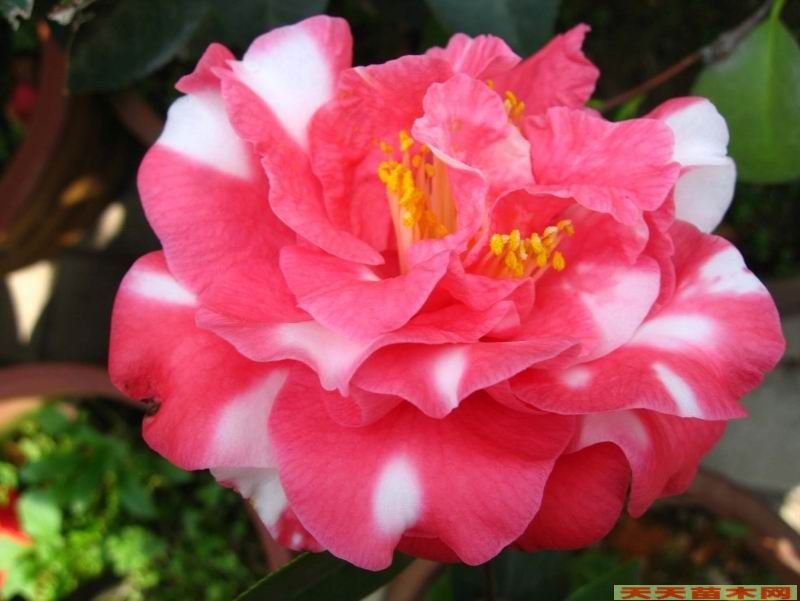 中國苗木花卉網(wǎng).中國花卉圖片網(wǎng).中國花卉協(xié)會
