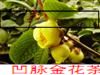 東方亮小苗,金花茶,越南鮑莖茶/花貝拉茶花