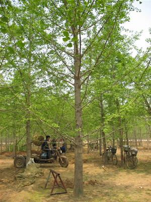 成都銀杏樹(shù)價(jià)格，貴陽(yáng)銀杏樹(shù)價(jià)格，昆明銀杏樹(shù)價(jià)格