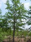 銷售實生白果樹，白果樹價格，嫁接白果樹苗，徐州白果樹