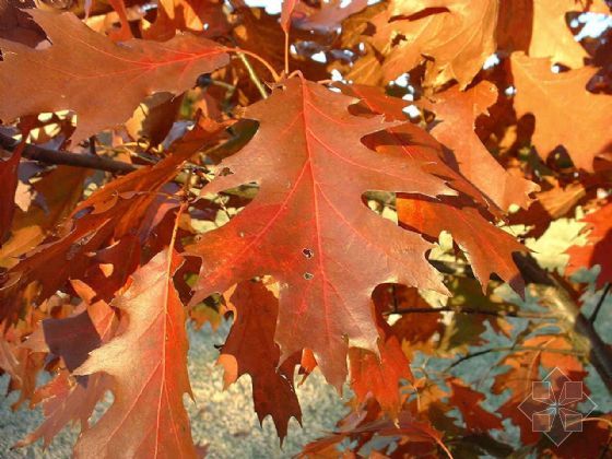 紅葉石楠市場，紅葉石楠種類，紅葉石楠大全，山東紅葉石楠