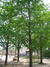 【銀杏實(shí)生樹(shù)價(jià)格】18公分銀杏實(shí)生樹(shù)價(jià)格，20公分銀杏實(shí)生樹(shù)價(jià)格