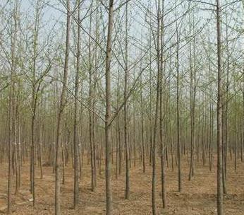 銀杏樹(shù)實(shí)生苗，銀杏苗圃基地，2011年銀杏樹(shù)價(jià)格