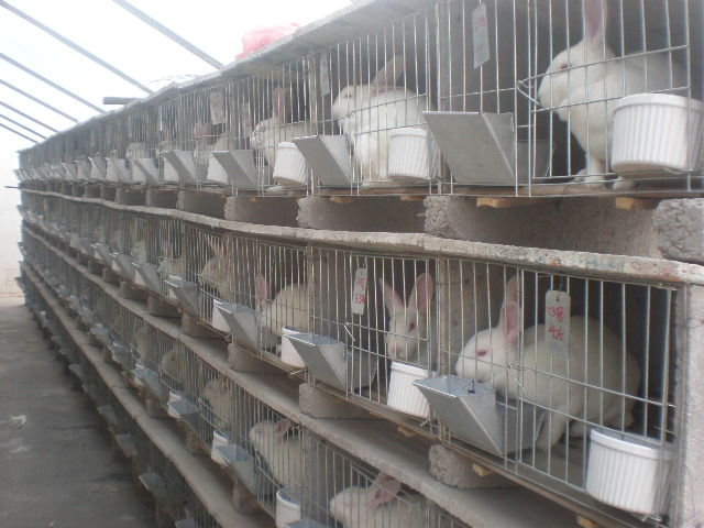 供應肉兔品種哪里好_{zh0}的肉兔品種_肉兔養(yǎng)殖技術(圖)