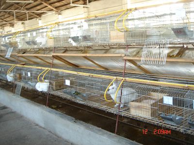供應東莞黑兔養殖場廣東開平肉兔養殖場供應黑兔,肉兔品種(圖)