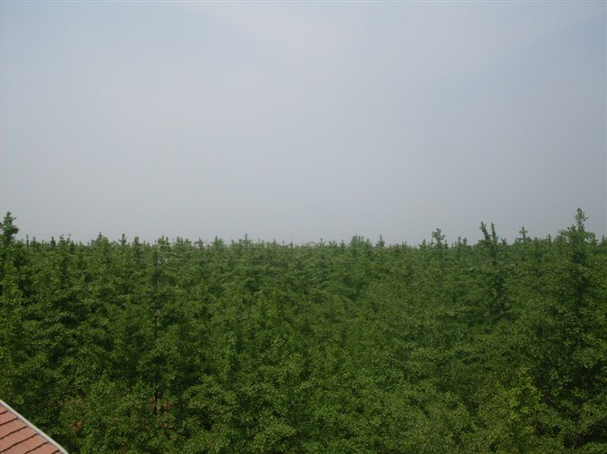 銀杏苗木基地，銀杏基地，山東銀杏苗木基地