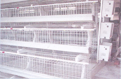 育雛雞籠，畜牧育雛雞籠，山東育雛雞籠生產(chǎn)，日照育雛雞籠