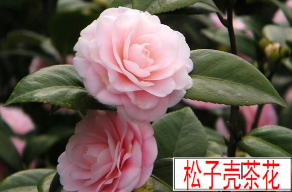 樹苗求購信息,求購桂花樹苗