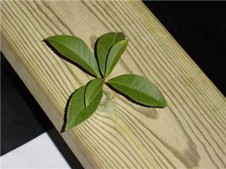 供應(yīng)菠蘿格-印尼菠蘿格-紅菠蘿格-黃菠蘿格-上海培森菠蘿格廠家-上海菠蘿格加工