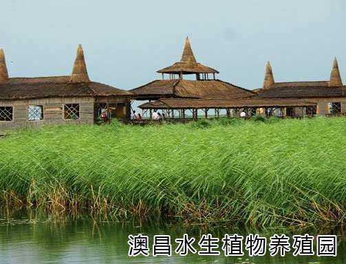 水生植物價(jià)格報(bào)價(jià)，保定水生植物園，水生植物種植技術(shù)