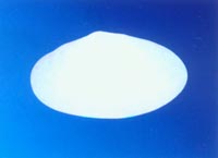 經(jīng)久耐用的多面空心球-廠家專業(yè)生產(chǎn)銷售
