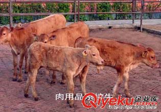 中國(guó){zd0}肉牛交易市場(chǎng) 廣源肉牛養(yǎng)殖廠(chǎng)