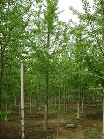 銀杏樹價(jià)格，15公分銀杏樹價(jià)格，12公分銀杏樹價(jià)格，銀杏樹價(jià)格