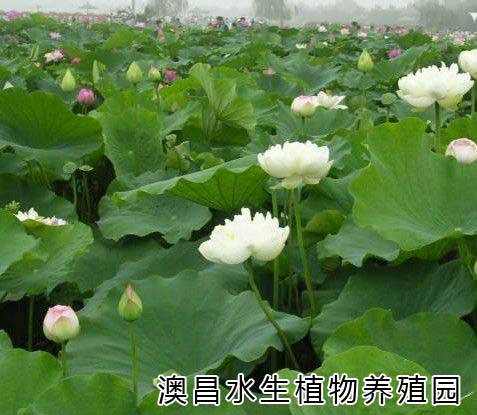 優質水生植物，{zx1}水生植物品種，稀有水生植物，水生植物園