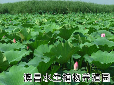 訂購水生植物，雄縣水生植物，石家莊水生植物，室內水生植物