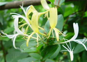 提供金銀花克隆技術(shù)，植物克隆技術(shù)，到榮成農(nóng)業(yè)科技園